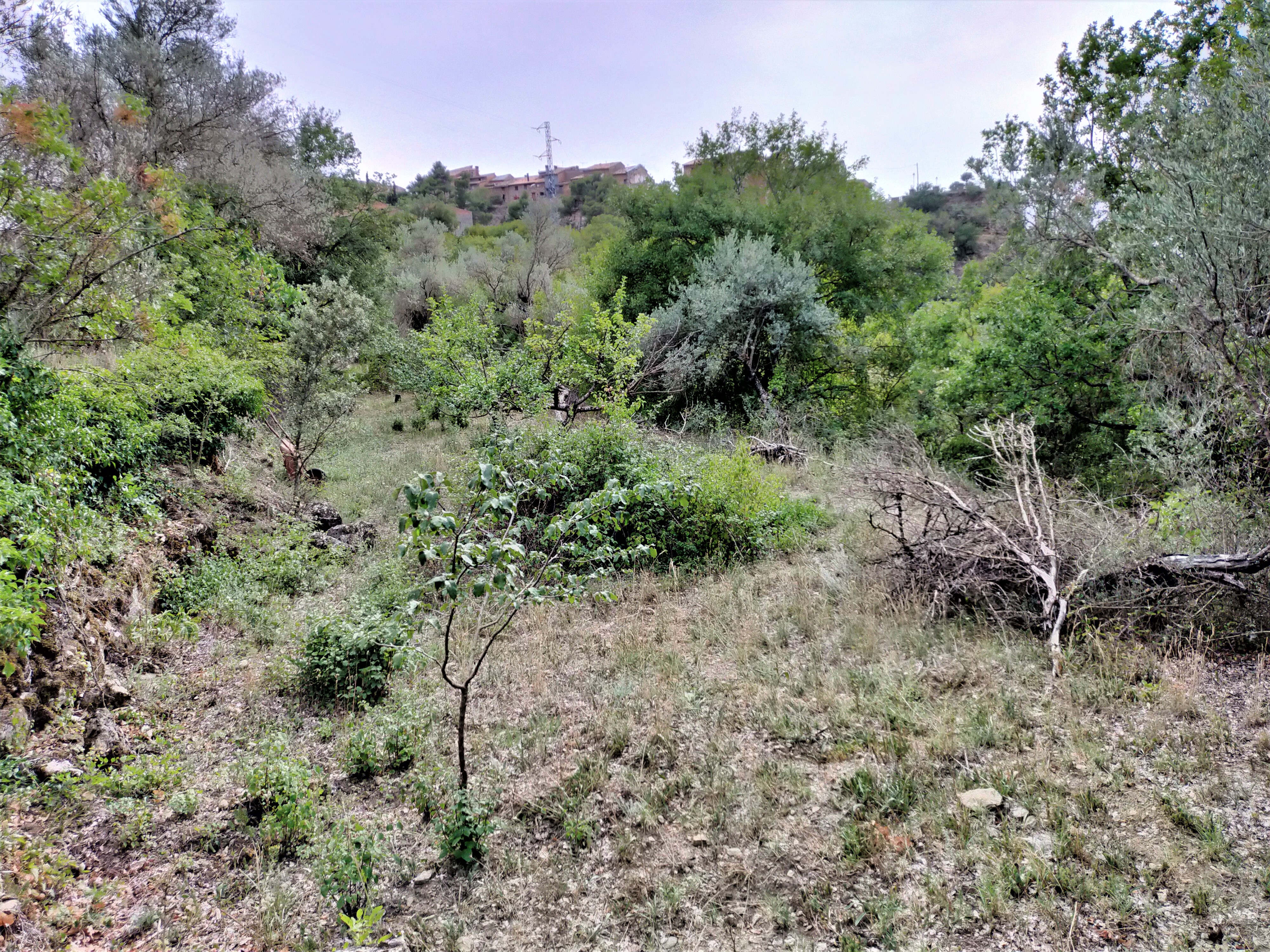 Campo antes del paso de las ovejas